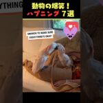 tiktokで7億回バズった動物ハプニング動画7選！7Animal Happenings Videos That Got 700 Million Buzz on tiktok!#犬#猫#動物