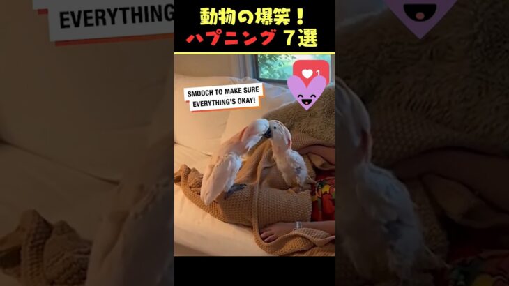 tiktokで7億回バズった動物ハプニング動画7選！7Animal Happenings Videos That Got 700 Million Buzz on tiktok!#犬#猫#動物