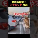 tiktokで8.6億回バズった動物ハプニング動画9選！9Animal Happenings Videos That Got 860 Million Buzz on tiktok!#犬#猫#動物