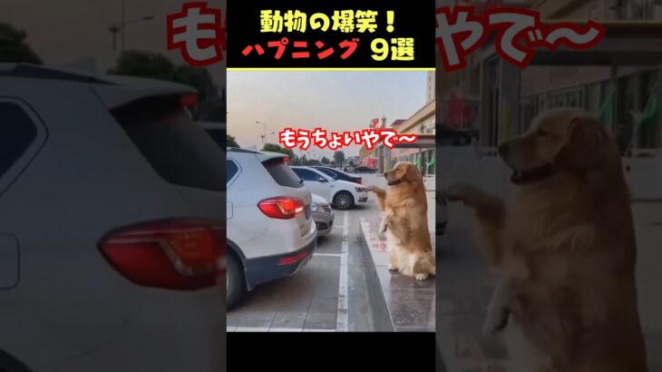 tiktokで8.6億回バズった動物ハプニング動画9選！9Animal Happenings Videos That Got 860 Million Buzz on tiktok!#犬#猫#動物