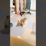 喜びすぎた結果🐶 #犬＃かわいい＃ショート動画#tv#おもしろい