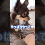 【チワワ】あざと可愛いチワワの男の子　#犬 #チワワ #癒し #かわいい チワワの男の子