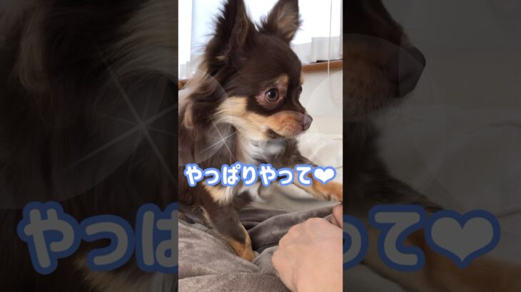 【チワワ】あざと可愛いチワワの男の子　#犬 #チワワ #癒し #かわいい チワワの男の子