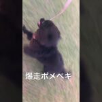 #ポメラニアン #さんぽ #子犬 #かわいい #ココちゃん #犬