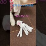 まるちゃんへ新しい仲間#ビションフリーゼ #癒され #おもしろ動画犬