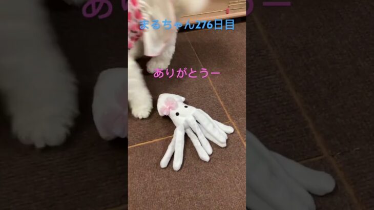 まるちゃんへ新しい仲間#ビションフリーゼ #癒され #おもしろ動画犬