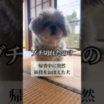 帰省中に突然新技おぼえた犬かわいい