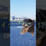 謎のスパイダーマン!?【蜘蛛犬】 #ダックス #犬#かわいい