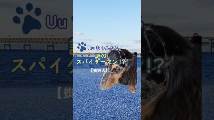 謎のスパイダーマン!?【蜘蛛犬】 #ダックス #犬#かわいい