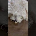 ニコのニコニコーン　#ニコダッシュ #ニコ生 #犬 #癒し #マルチーズ