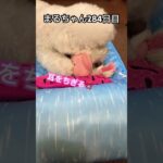 まるちゃんと豚#ビションフリーゼ #可愛い #おもしろ動画犬