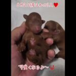 可愛い子犬産まれたよ♥️