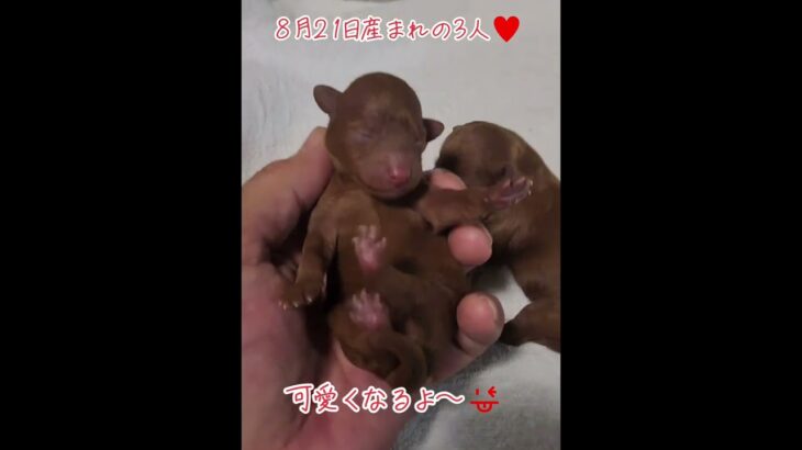 可愛い子犬産まれたよ♥️