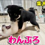 【柴犬 子犬】好奇心旺盛なお年頃になってきた子犬たち