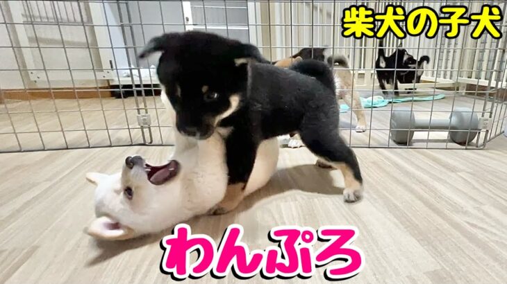 【柴犬 子犬】好奇心旺盛なお年頃になってきた子犬たち