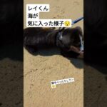 #超大型犬 #癒し ＃バーニーズマウンテンドッグ＃レイくん＃海と犬