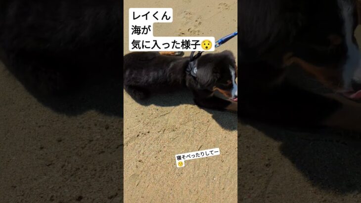 #超大型犬 #癒し ＃バーニーズマウンテンドッグ＃レイくん＃海と犬