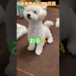 まるちゃんの数少ない芸#ビションフリーゼ #可愛い #おもしろ動画犬