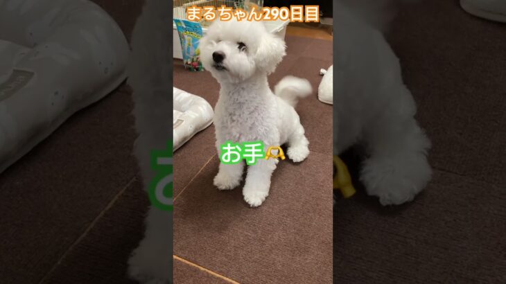 まるちゃんの数少ない芸#ビションフリーゼ #可愛い #おもしろ動画犬