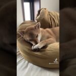 #犬 #かわいい犬 #眠そうな犬