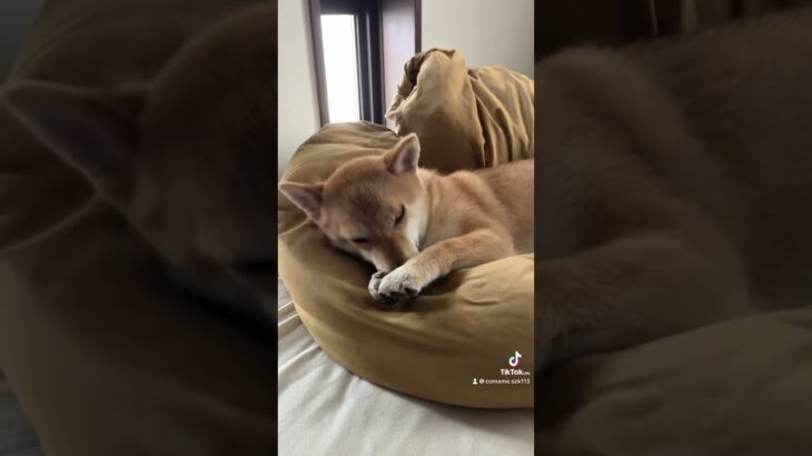 #犬 #かわいい犬 #眠そうな犬