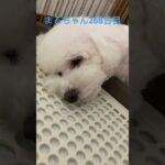 お疲れまるちゃん#かわいい犬 #ビションフリーゼ #癒しワンコ