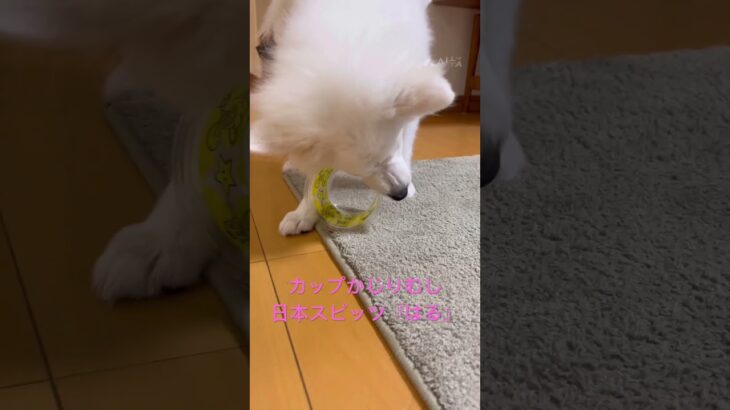 歯が痒いのかな？#日本スピッツ #仔犬 #癒し #可愛い #スピッツ犬