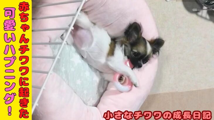 【赤ちゃんチワワに起きた可愛いハプニング！】