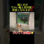 亀と初対面した猫犬が面白い🤣🤣🤣#水族館#爆笑#ペット ペット