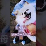 暑くてたまらない犬🐕️#チワワちゃん #犬のいる生活 #可愛い #いぬ #ポメラニアン#犬動画 #犬好き #犬vlog #犬かわいい