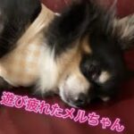 遊び疲れたチワワw #犬 #癒し #cute #犬のいる暮らし #ダックス #ミニチュアダックス