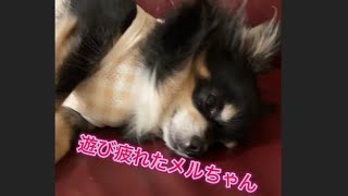 遊び疲れたチワワw #犬 #癒し #cute #犬のいる暮らし #ダックス #ミニチュアダックス