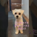 ちょび紹介！#youtubeshorts  #犬動画 #元保護犬 #かわいい動物