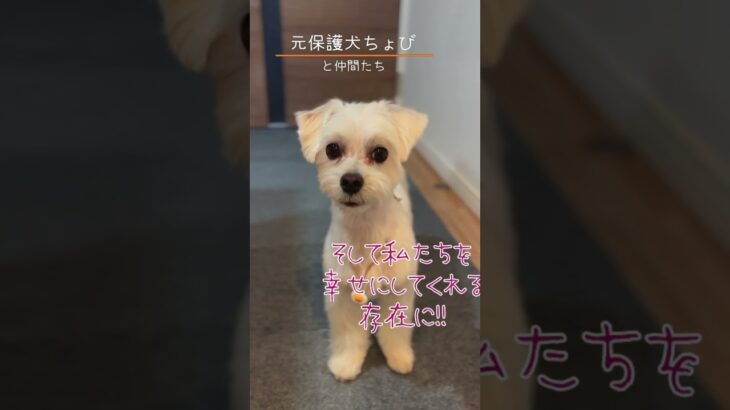 ちょび紹介！#youtubeshorts  #犬動画 #元保護犬 #かわいい動物