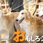 【みちのくファーム】来店犬おもしろシーン2