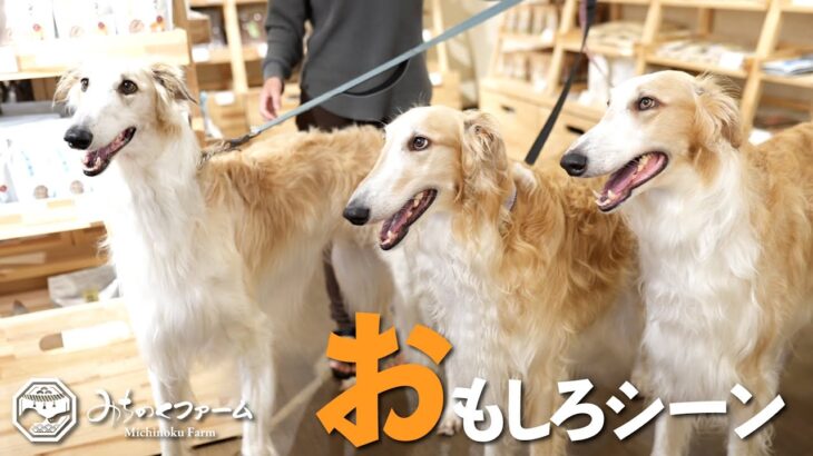 【みちのくファーム】来店犬おもしろシーン2