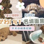 【成長記録】トイプードル子犬のかわいい名場面集3選🧸🌼寝顔😴お笑い🥸やんちゃ❤️‍🔥集め♡