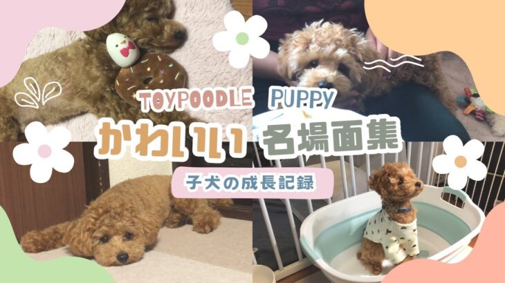 【成長記録】トイプードル子犬のかわいい名場面集3選🧸🌼寝顔😴お笑い🥸やんちゃ❤️‍🔥集め♡