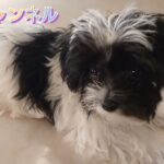 とんでもなくかわいい子犬のエイト！うちに来て42日目！もう！逃げたら捕まえられません～スリッパ大好きになりました。新築住宅、注文住宅、家づくり、全館空調、床暖房