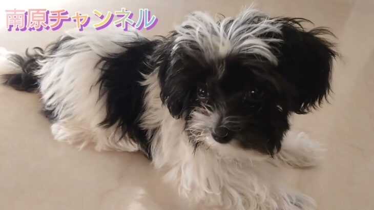 とんでもなくかわいい子犬のエイト！うちに来て42日目！もう！逃げたら捕まえられません～スリッパ大好きになりました。新築住宅、注文住宅、家づくり、全館空調、床暖房