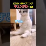 9.3億回TikTokでバズった動物ハプニング動画11選！Animal Happenings 930 Million Buzzed Videos on TikTok 11! #猫 #犬 #おもしろ