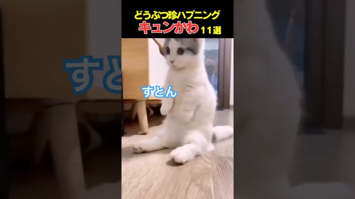 9.3億回TikTokでバズった動物ハプニング動画11選！Animal Happenings 930 Million Buzzed Videos on TikTok 11! #猫 #犬 #おもしろ