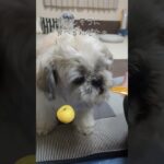 盲目ワンコGO！GO！梨おいしいね #シーズー #癒し #犬のいる生活 #盲目犬 #老犬 #梨好き