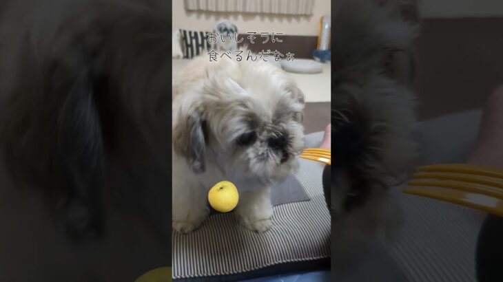 盲目ワンコGO！GO！梨おいしいね #シーズー #癒し #犬のいる生活 #盲目犬 #老犬 #梨好き