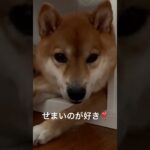 はさまりたい柴犬 #柴犬 #おもしろ動画 #はまる犬 #狭いのがお好き #デビひな #犬のいる暮らし #かわいい #IKEA #癒し #ショート #shortvideo #pet #dog #cute