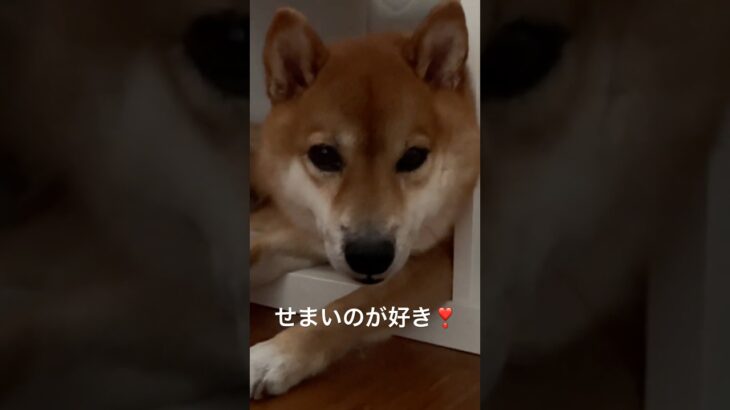 はさまりたい柴犬 #柴犬 #おもしろ動画 #はまる犬 #狭いのがお好き #デビひな #犬のいる暮らし #かわいい #IKEA #癒し #ショート #shortvideo #pet #dog #cute