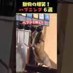 Instagramで7億回バズった動物ハプニング動画7選！7Animal Happenings Videos That Got 700 Million Buzz on Instagram!#犬#猫