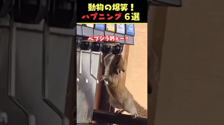 Instagramで7億回バズった動物ハプニング動画7選！7Animal Happenings Videos That Got 700 Million Buzz on Instagram!#犬#猫