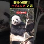 Instagramで7億回バズった動物ハプニング動画7選！7Animal Happenings Videos That Got 700 Million Buzz on Instagram!#犬#猫