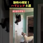 Instagramで7億回バズった動物ハプニング動画8選！8Animal Happenings Videos That Got 800 Million Buzz on Instagram!#犬#猫